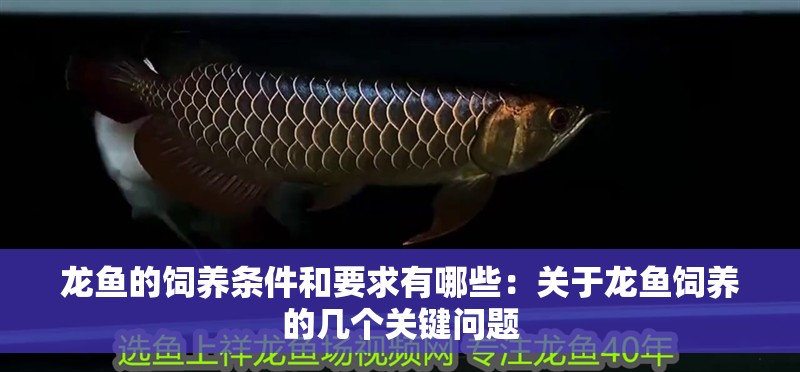 龍魚的飼養條件和要求有哪些：關于龍魚飼養的幾個關鍵問題