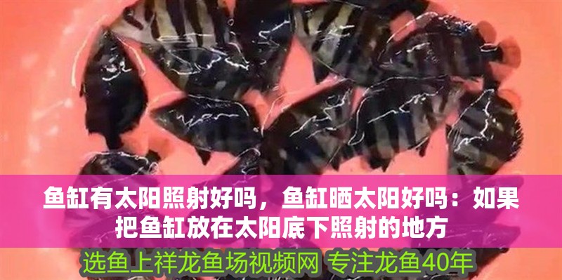 魚缸有太陽照射好嗎，魚缸曬太陽好嗎：如果把魚缸放在太陽底下照射的地方