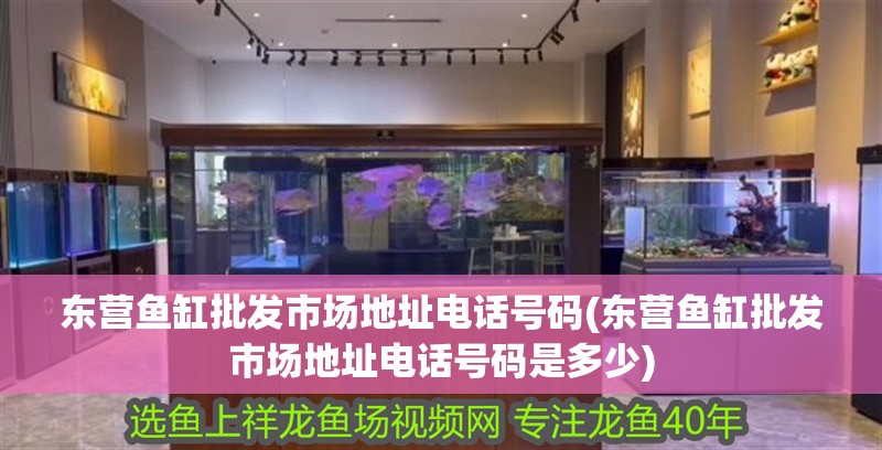 東營魚缸批發(fā)市場地址電話號碼(東營魚缸批發(fā)市場地址電話號碼是多少)