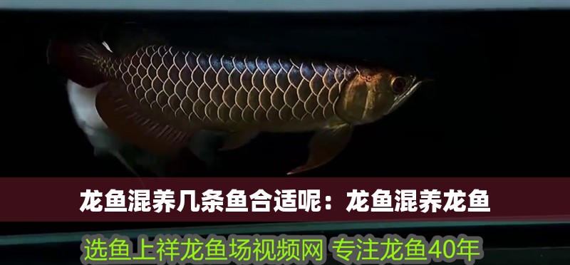 龍魚混養幾條魚合適呢：龍魚混養龍魚 龍魚混養幾條魚合適呢：龍魚混養龍魚 龍魚百科