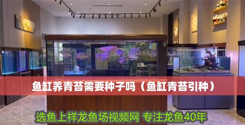 魚缸養(yǎng)青苔需要種子嗎（魚缸青苔引種）