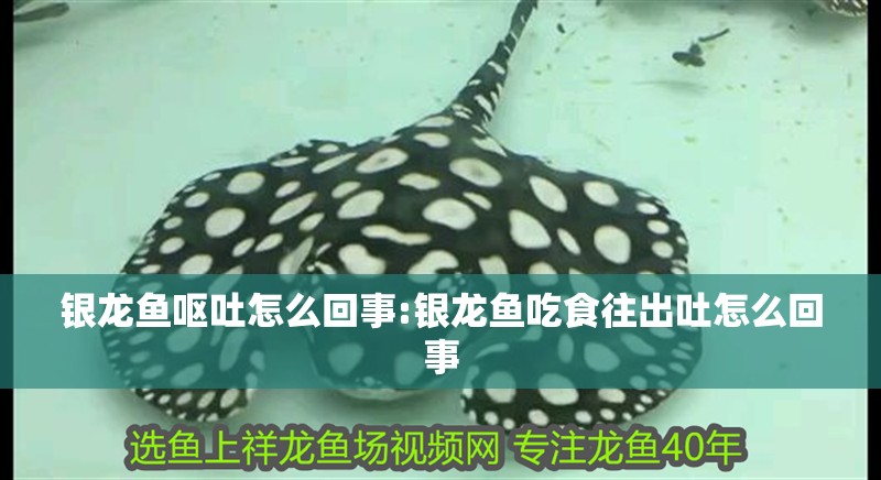 銀龍魚嘔吐怎么回事:銀龍魚吃食往出吐怎么回事