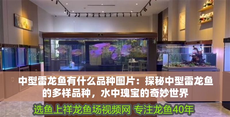 中型雷龍魚有什么品種圖片：探秘中型雷龍魚的多樣品種，水中瑰寶的奇妙世界