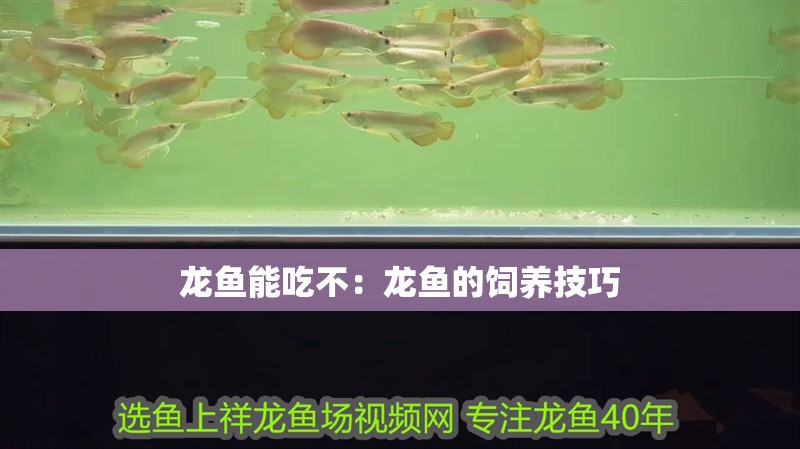 龍魚能吃不：龍魚的飼養技巧