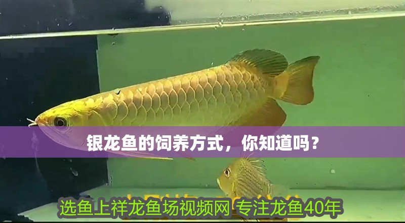 銀龍魚的飼養方式，你知道嗎？