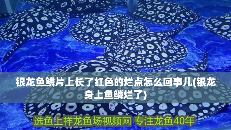銀龍魚鱗片上長了紅色的爛點怎么回事兒(銀龍身上魚鱗爛了) 銀龍魚鱗片上長了紅色的爛點怎么回事兒(銀龍身上魚鱗爛了) 銀龍魚百科