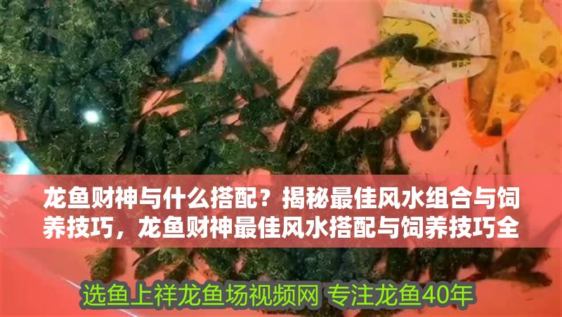 龍魚財(cái)神與什么搭配？揭秘最佳風(fēng)水組合與飼養(yǎng)技巧，龍魚財(cái)神最佳風(fēng)水搭配與飼養(yǎng)技巧全揭秘 龍魚財(cái)神與什么搭配？揭秘最佳風(fēng)水組合與飼養(yǎng)技巧，龍魚財(cái)神最佳風(fēng)水搭配與飼養(yǎng)技巧全揭秘 龍魚百科 第1張