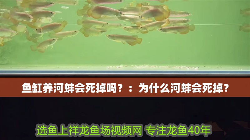 魚缸養河蚌會死掉嗎？：為什么河蚌會死掉？ 魚缸養河蚌會死掉嗎？：為什么河蚌會死掉？ 魚缸百科