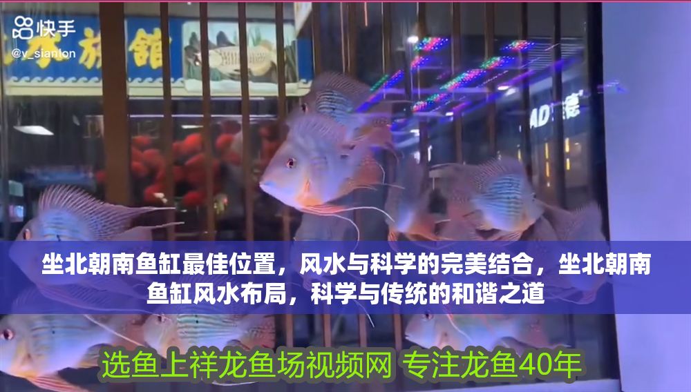 坐北朝南魚缸最佳位置，風水與科學的完美結合，坐北朝南魚缸風水布局，科學與傳統的和諧之道 坐北朝南魚缸最佳位置，風水與科學的完美結合，坐北朝南魚缸風水布局，科學與傳統的和諧之道 龍魚百科 第1張