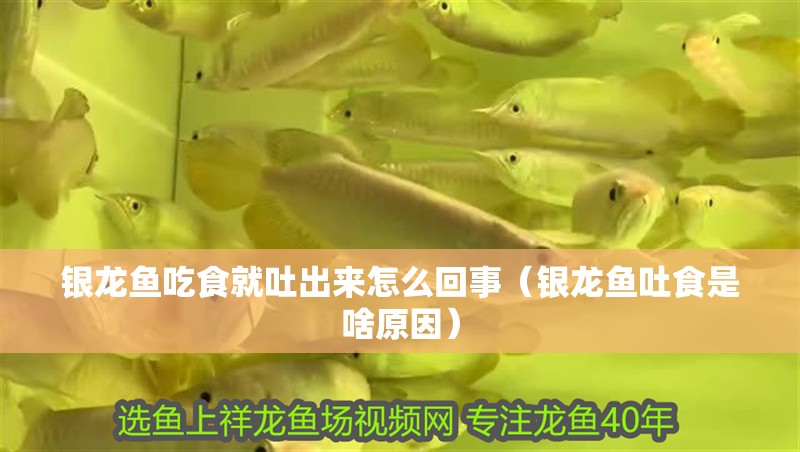 銀龍魚吃食就吐出來怎么回事（銀龍魚吐食是啥原因） 銀龍魚吃食就吐出來怎么回事（銀龍魚吐食是啥原因） 銀龍魚百科