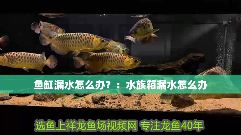 龍魚(yú)干蝦有營(yíng)養(yǎng)嗎 魚(yú)缸漏水怎么辦?:水族箱漏水怎么辦 魚(yú)缸百科 魚(yú)缸漏水怎么辦?:水族箱漏水怎么辦 魚(yú)缸漏水怎么辦?:水族箱漏水怎么辦 魚(yú)缸百科