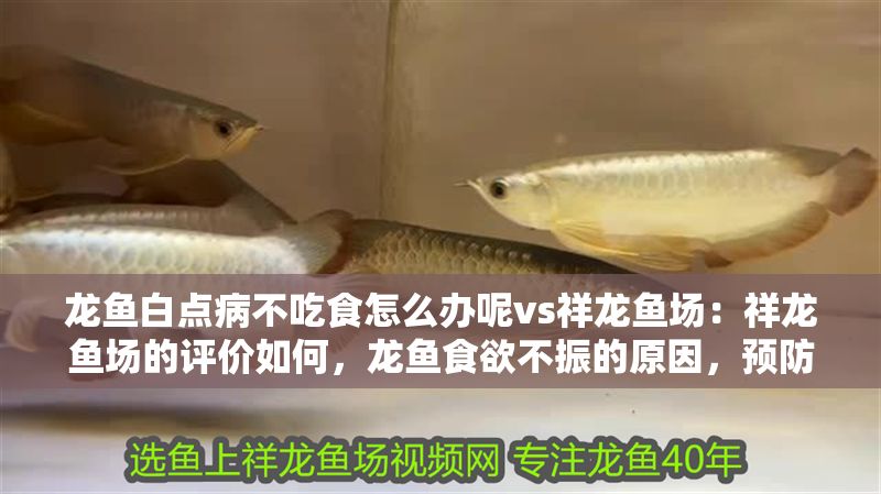 龍魚白點病不吃食怎么辦呢vs祥龍魚場：祥龍魚場的評價如何，龍魚食欲不振的原因，預(yù)防龍魚白點病的措施 龍魚白點病不吃食怎么辦呢vs祥龍魚場：祥龍魚場的評價如何，龍魚食欲不振的原因，預(yù)防龍魚白點病的措施 vs祥龍魚場 第1張