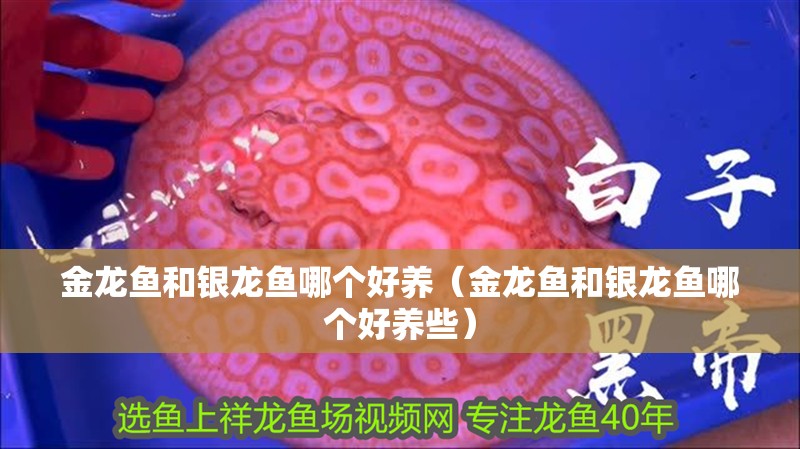 金龍魚(yú)和銀龍魚(yú)哪個(gè)好養(yǎng)（金龍魚(yú)和銀龍魚(yú)哪個(gè)好養(yǎng)些）