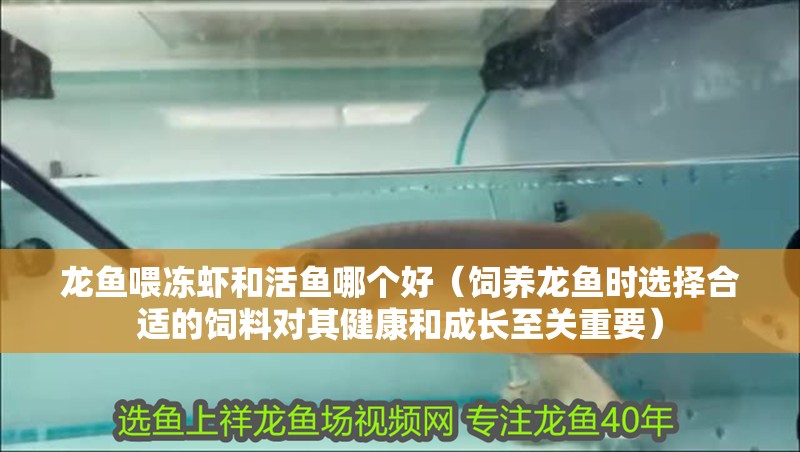 龍魚喂凍蝦和活魚哪個好（飼養龍魚時選擇合適的飼料對其健康和成長至關重要）