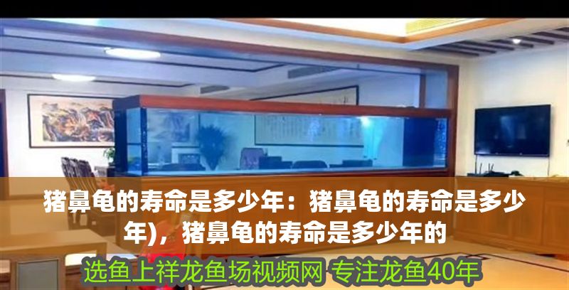 豬鼻龜?shù)膲勖嵌嗌倌辏贺i鼻龜?shù)膲勖嵌嗌倌?，豬鼻龜?shù)膲勖嵌嗌倌甑? title=