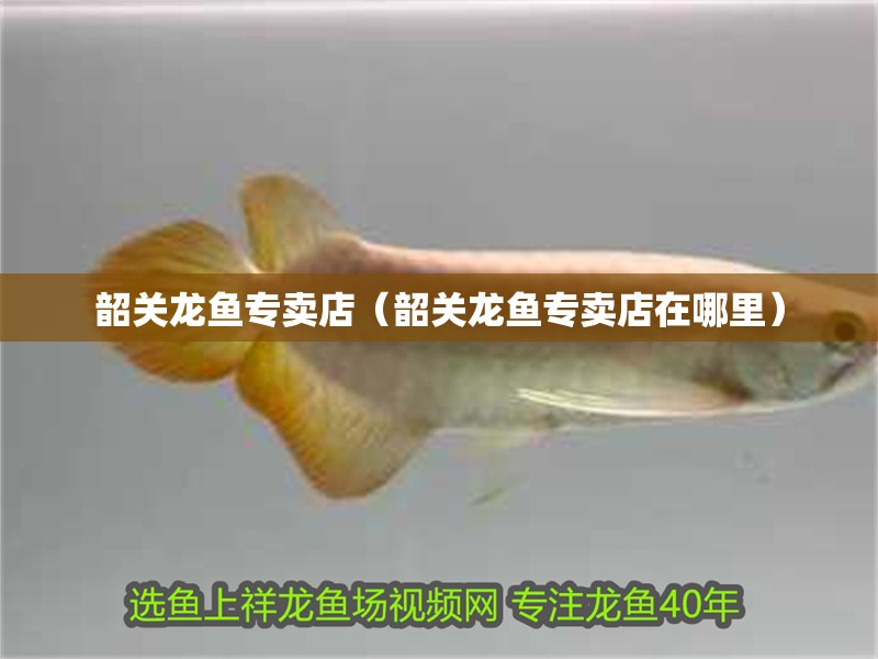 韶關(guān)龍魚專賣店（韶關(guān)龍魚專賣店在哪里）