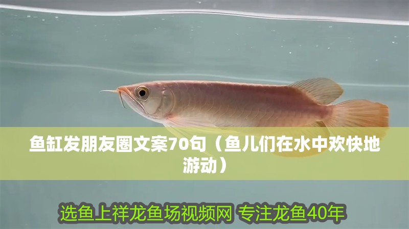 魚缸發(fā)朋友圈文案70句（魚兒們在水中歡快地游動）