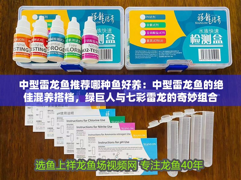 中型雷龍魚推薦哪種魚好養：中型雷龍魚的絕佳混養搭檔，綠巨人與七彩雷龍的奇妙組合