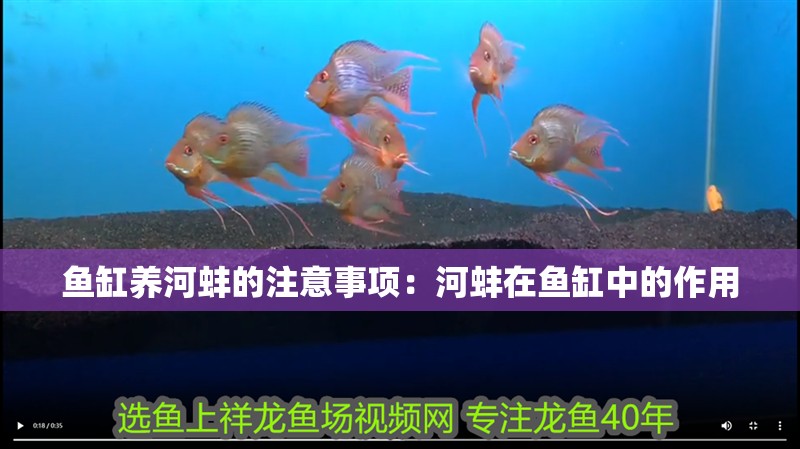 魚缸養河蚌的注意事項：河蚌在魚缸中的作用