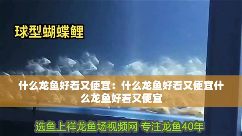 什么龍魚好看又便宜：什么龍魚好看又便宜什么龍魚好看又便宜