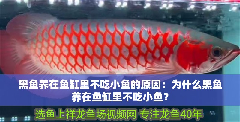 黑魚養在魚缸里不吃小魚的原因：為什么黑魚養在魚缸里不吃小魚？