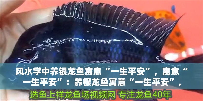 風水學中養銀龍魚寓意“一生平安”，寓意“一生平安”：養銀龍魚寓意“一生平安”， 風水學中養銀龍魚寓意“一生平安”，寓意“一生平安”：養銀龍魚寓意“一生平安”， 龍魚百科