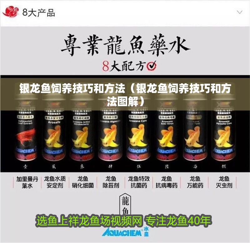 銀龍魚飼養(yǎng)技巧和方法（銀龍魚飼養(yǎng)技巧和方法圖解） 銀龍魚飼養(yǎng)技巧和方法（銀龍魚飼養(yǎng)技巧和方法圖解） 銀龍魚百科
