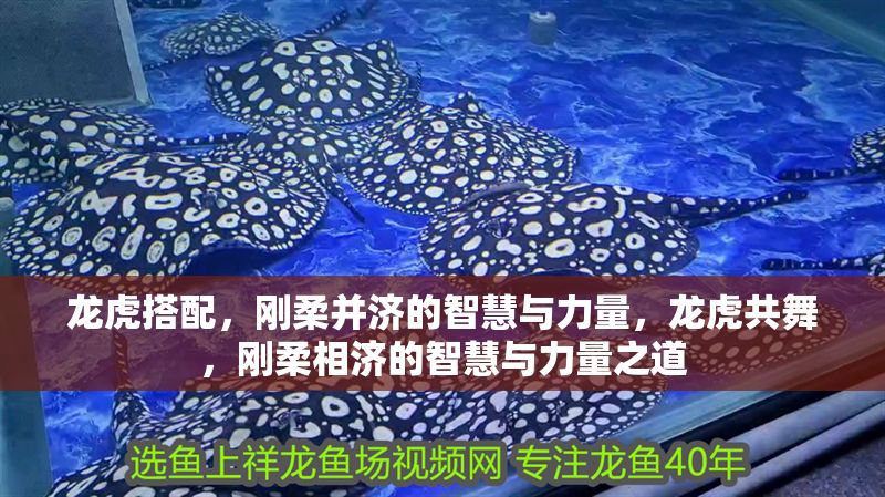 龍虎搭配，剛柔并濟的智慧與力量，龍虎共舞，剛柔相濟的智慧與力量之道