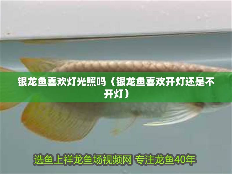 銀龍魚(yú)喜歡燈光照嗎（銀龍魚(yú)喜歡開(kāi)燈還是不開(kāi)燈） 銀龍魚(yú)喜歡燈光照嗎（銀龍魚(yú)喜歡開(kāi)燈還是不開(kāi)燈） 銀龍魚(yú)百科