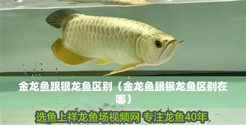 金龍魚跟銀龍魚區別（金龍魚跟銀龍魚區別在哪）