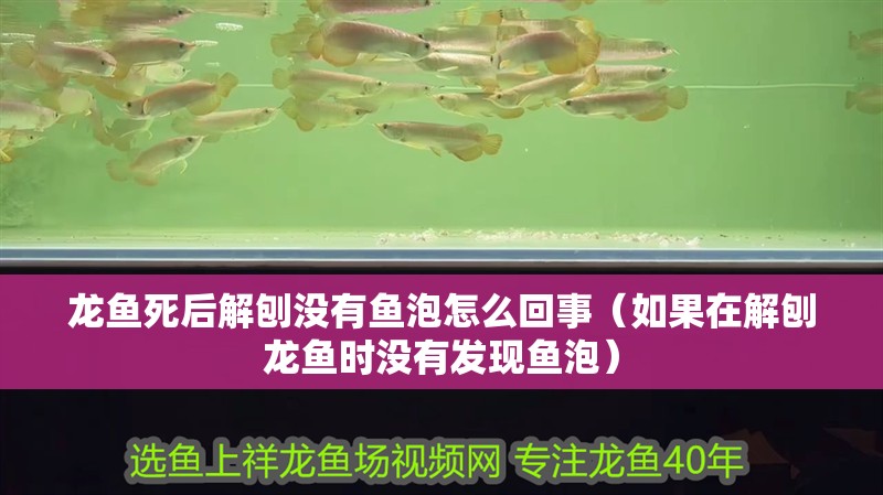 龍魚死后解刨沒有魚泡怎么回事（如果在解刨龍魚時沒有發現魚泡） 龍魚死后解刨沒有魚泡怎么回事（如果在解刨龍魚時沒有發現魚泡） 龍魚百科