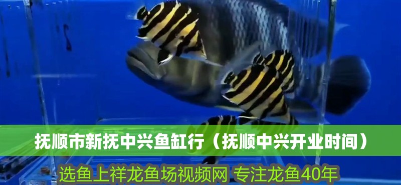 撫順市新撫中興魚缸行（撫順中興開業時間）