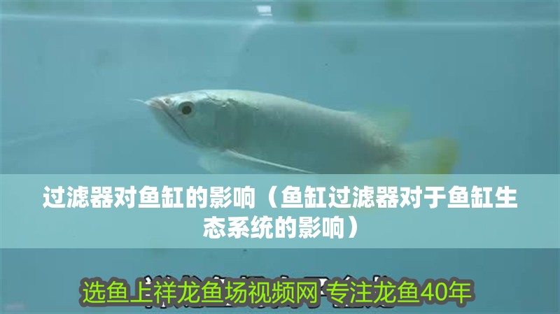 過濾器對魚缸的影響（魚缸過濾器對于魚缸生態系統的影響）
