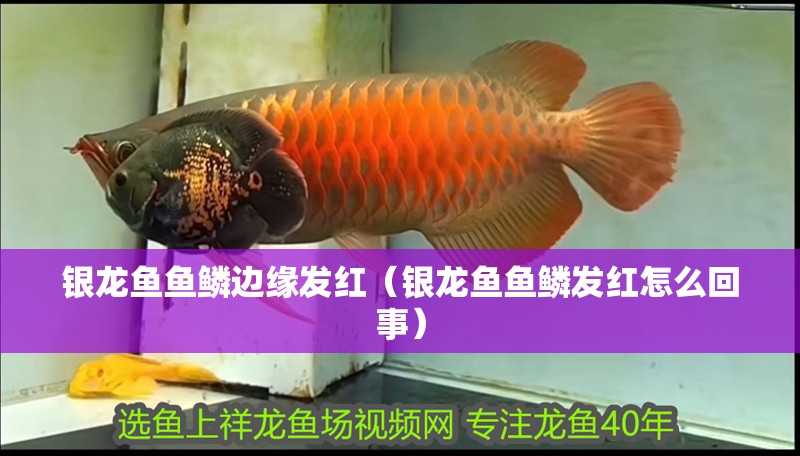 銀龍魚(yú)魚(yú)鱗邊緣發(fā)紅（銀龍魚(yú)魚(yú)鱗發(fā)紅怎么回事）