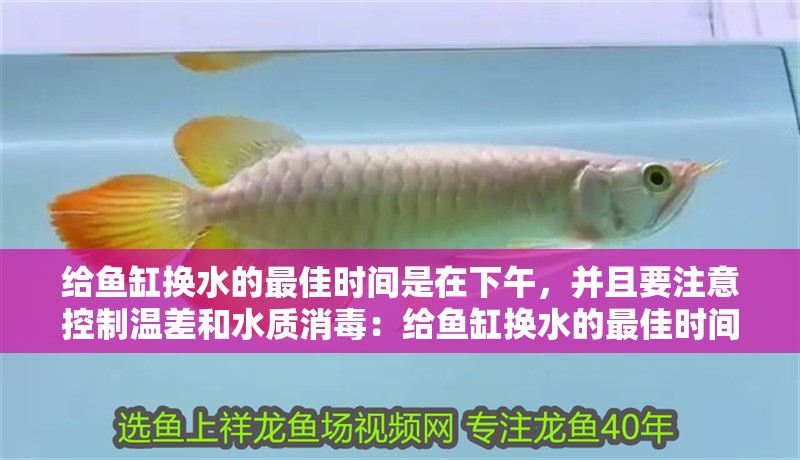 給魚缸換水的最佳時間是在下午，并且要注意控制溫差和水質消毒：給魚缸換水的最佳時間 給魚缸換水的最佳時間是在下午，并且要注意控制溫差和水質消毒：給魚缸換水的最佳時間 魚缸百科