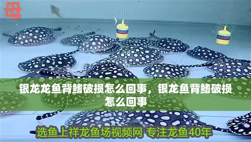 銀龍龍魚背鰭破損怎么回事，銀龍魚背鰭破損怎么回事