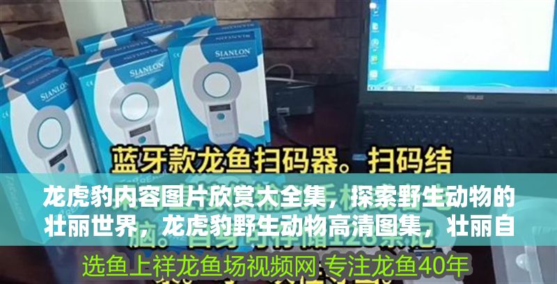 龍虎豹內(nèi)容圖片欣賞大全集,探索野生動(dòng)物的壯麗世界,龍虎豹野生動(dòng)物高清圖集,壯麗自然之美全收錄 龍魚(yú)百科 第1張 龍虎豹內(nèi)容圖片欣賞大全集,探索野生動(dòng)物的壯麗世界,龍虎豹野生動(dòng)物高清圖集,壯麗自然之美全收錄 龍虎豹內(nèi)容圖片欣賞大全集,探索野生動(dòng)物的壯麗世界,龍虎豹野生動(dòng)物高清圖集,壯麗自然之美全收錄 龍魚(yú)百科 第1張