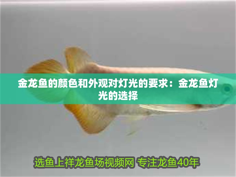 金龍魚的顏色和外觀對燈光的要求：金龍魚燈光的選擇
