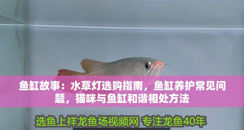 魚缸故事：水草燈選購指南，魚缸養護常見問題，貓咪與魚缸和諧相處方法 魚缸故事：水草燈選購指南，魚缸養護常見問題，貓咪與魚缸和諧相處方法 魚缸百科