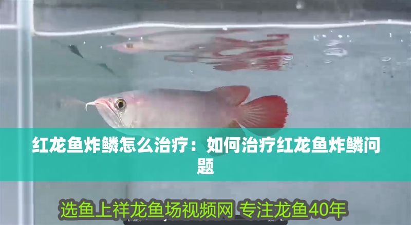 紅龍魚炸鱗怎么治療：如何治療紅龍魚炸鱗問題