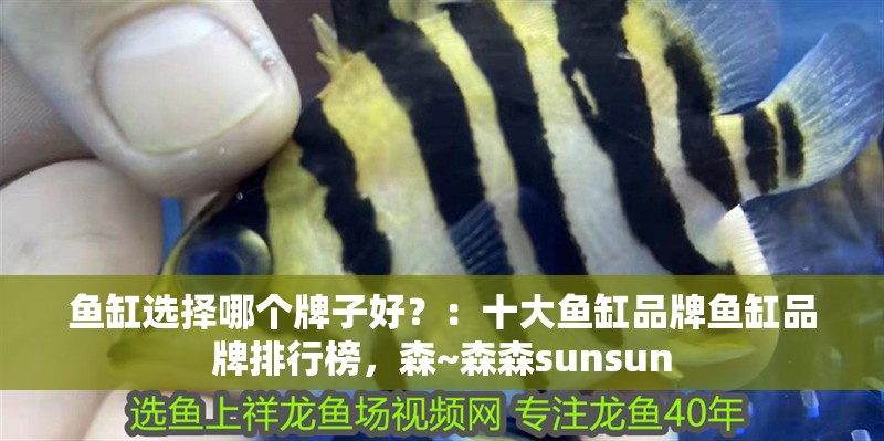 魚缸選擇哪個牌子好？：十大魚缸品牌魚缸品牌排行榜，森~森森sunsun