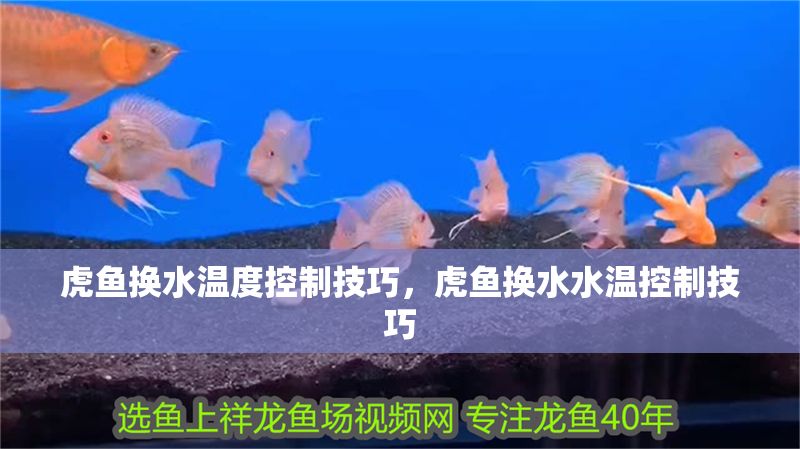 虎魚換水溫度控制技巧，虎魚換水水溫控制技巧