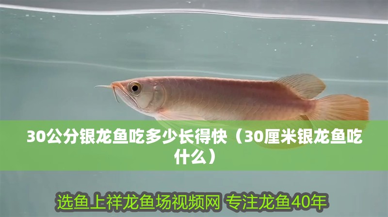 30公分銀龍魚吃多少長得快（30厘米銀龍魚吃什么）