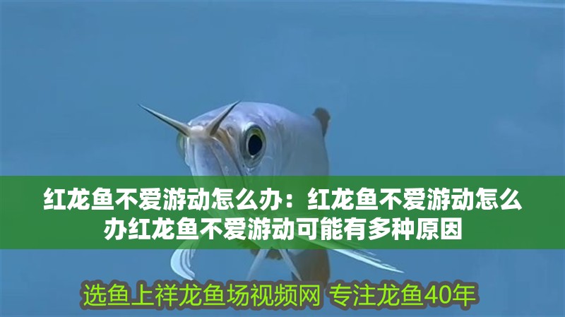 紅龍魚不愛游動怎么辦：紅龍魚不愛游動怎么辦紅龍魚不愛游動可能有多種原因