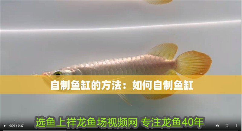 自制魚缸的方法：如何自制魚缸