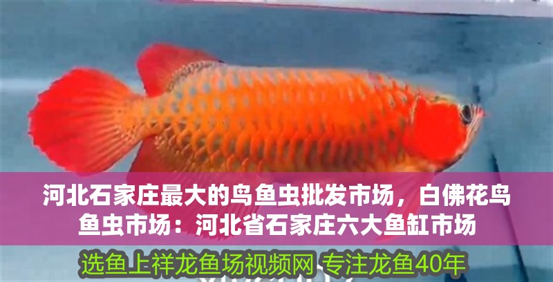 河北石家莊最大的鳥魚蟲批發市場，白佛花鳥魚蟲市場：河北省石家莊六大魚缸市場