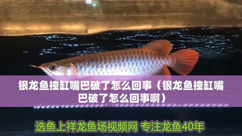 銀龍魚撞缸嘴巴破了怎么回事（銀龍魚撞缸嘴巴破了怎么回事啊）