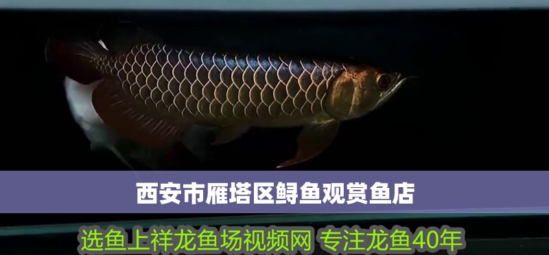 西安市雁塔區鱘魚觀賞魚店