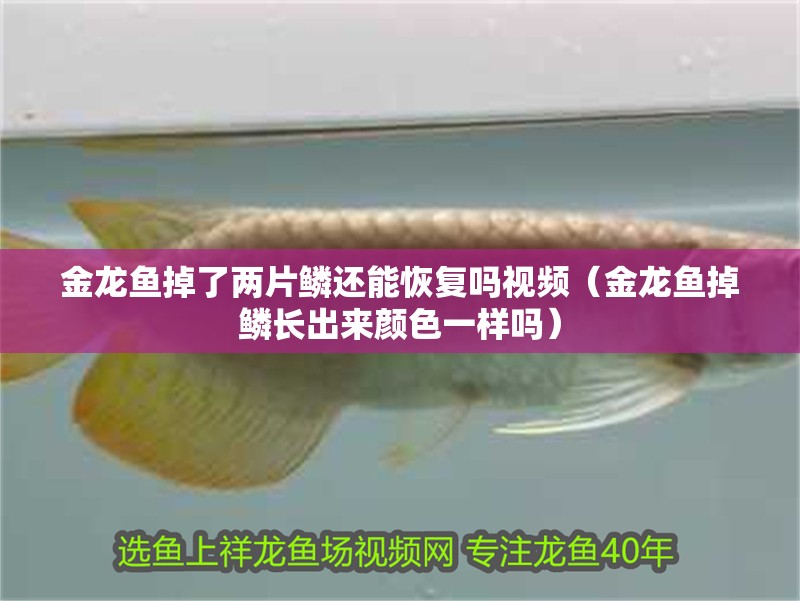 金龍魚掉了兩片鱗還能恢復嗎視頻（金龍魚掉鱗長出來顏色一樣嗎）