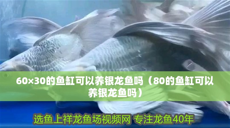 60×30的魚缸可以養(yǎng)銀龍魚嗎（80的魚缸可以養(yǎng)銀龍魚嗎）